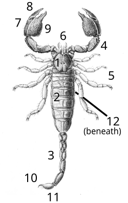 Scorpion anatomy (dorsal view of Cheloctonus jonesii): 1 = Cephalothorax or prosoma; 2 = Preabdomen or mesosoma; 3 = Tail or metasoma; 4 = Claws or pedipalps; 5 = Legs; 6 = Mouth parts or chelicerae; 7 = Pincers or chelae; 8 = Moveable claw or tarsus; 9 = Fixed claw or manus; 10 = Stinger or aculeus; 11 = Telson (anus in previous joint); 12 = Opening of book lungs