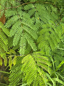Leaves
