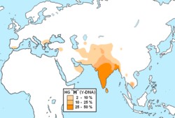 The most common paternal haplogroup among Roma is the South Asian Y-chromosome H, most commonly found among Dravidian peoples.[204]