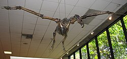 Teratornis merriami skeleton from the La Brea Tar Pits in flight pose