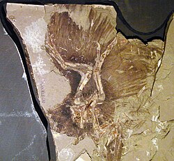 Anchiornis huxleyi is an important source of information on the early evolution of birds in the Late Jurassic period.[27]