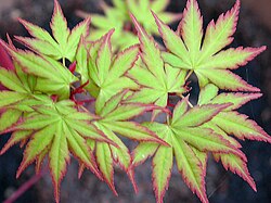 Acer palmatum (Japanese maple) has over 1,000 cultivars. This cultivar is A. palmatum 'Sango kaku', sometimes called "coralbark maple"