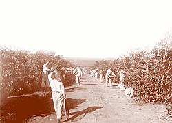 Italians on Brazilian coffee plantation