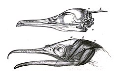 Occipital crest or os nuchale in Phalacrocorax carbo