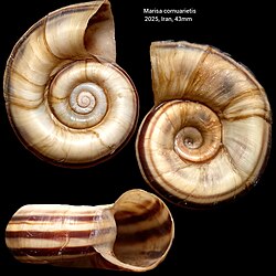 Shell of Marisa cornuarietis, a freshwater snail