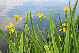 Yellow Iris pseudacorus flowers on a blue field of water