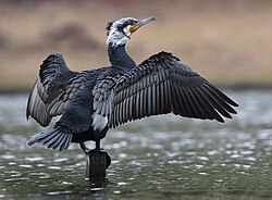 Filoplumes can be important in nuptial display; in the great cormorant they are white, and produced on the head and upper neck at the start of the breeding season, and shed soon after nesting.