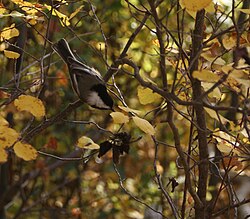Black-capped chickadee (Poecile atricapillus) inspecting foliage