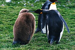 King penguin (Aptenodytes patagonicus) and a chick