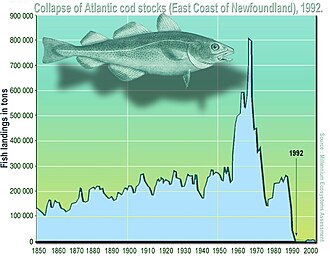 Atlantic cod stocks were severely overfished in the 1960s and 1970s, leading to their abrupt collapse in 1992.