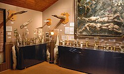 Husavik Phallusmuseum (Icelandic Phallological Museum), Húsavík