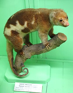 Common spotted cuscus, Genoa