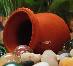 A guppy fry in an aquarium at 1 week of age
