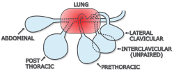 Diagrammatic location of the air sacs