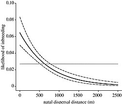 The likelihood of mating with kin decreases with respect to natal dispersal distance (m). The bold line shows the fitted values where natal dispersal distance was fitted as a predictor to inbreeding (f≥0.03125); dashed lines show the 95% confidence interval for the fit. The horizontal line represents the overall population average likelihood of inbreeding.