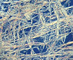 Structural fibres of pulp