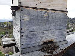 Dead Cape honey bees (Apis mellifera capensis) piled up outside the entrance of a hive.