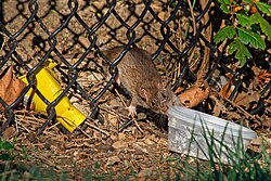 A brown rat opening a discarded plastic food container in a park.