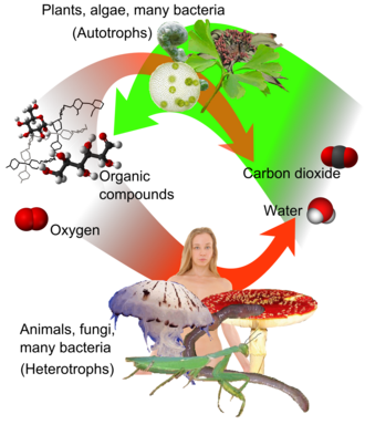 Overview of cycle between autotrophs and heterotrophs. Photosynthesis is the main means by which plants, algae and many bacteria produce organic compounds and oxygen from carbon dioxide and water (green arrow).