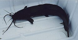The walking catfish was named Silurus batrachus in 1758.
