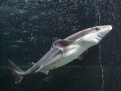 The spiny dogfish was named Squalus acanthias in 1758.