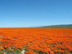 A field of California poppies in the California Poppy Reserve in Antelope Valley