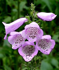 Digitalis purpurea -- light purple