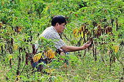 An agronomist examines a diseased cassava crop in Thailand.
