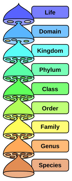 The hierarchy of biological classification's eight major taxonomic ranks. A family contains one or more genera. Intermediate minor rankings are not shown.