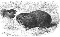 Lamarck used the blind mole rat (Spalax) as an example of the loss of function through disuse. The animal's tiny eyes are completely covered by a layer of skin.