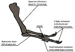Diagram illustrating arm anatomy
