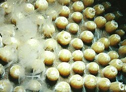 A male star coral, Montastraea cavernosa, releases sperm into the water