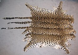 Leopard skins