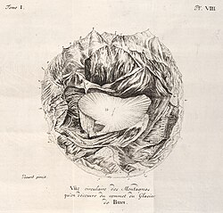 "Vue circulaire des montagnes qu'on decouvre du sommet du Glacier de Buet", from Horace-Benedict de Saussure, Voyage dans les Alpes, précédés d'un essai sur l'histoire naturelle des environs de Geneve. Neuchatel, 1779–96, pl. 8.