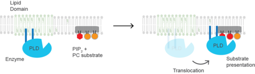 Substrate presentation; PLD (blue oval) is sequestered into cholesterol-dependent lipid domains (green lipids) by palmitoylation. PLD also binds PIP2(red hexagon) domains (grey shading) located in the disordered region of the cell with phosphatidylcholine (PC). When cholesterol decreases or PIP2 increases in the cell, PLD translocates to PIP2 where it is exposed to and hydrolizes PC to phosphatidic acid (red spherical lipid).
