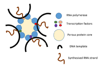 A generic transcription factory during transcription, highlighting the possibility of transcribing more than one gene at a time. The diagram includes 8 RNA polymerases however the number can vary depending on cell type. The image also includes transcription factors and a porous, protein core.