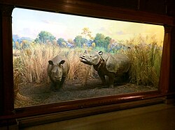 Taxidermied specimens, American Museum of Natural History