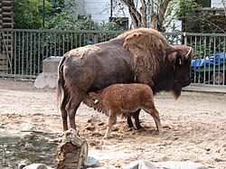 A cow suckling calf at the Cologne Zoological Garden in Cologne, Germany