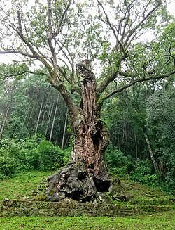 A 3000 year old sacred tree (shintai) of Takeo Shrine