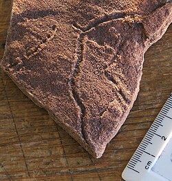 The Ediacaran trace fossils are a sign of animal movement as well as sediment disturbance, they show possible signs of the earliest true animals.