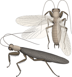Life restoration of Santanmantis, a primitive fossil mantis known from the Early Cretaceous of Brazil, and one of the oldest members of the group