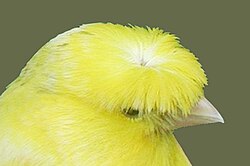 'Desirable' crest of a German Crested canary