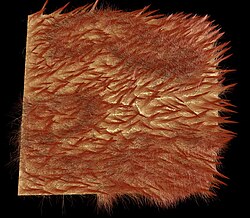 Computer generated image of wet fur