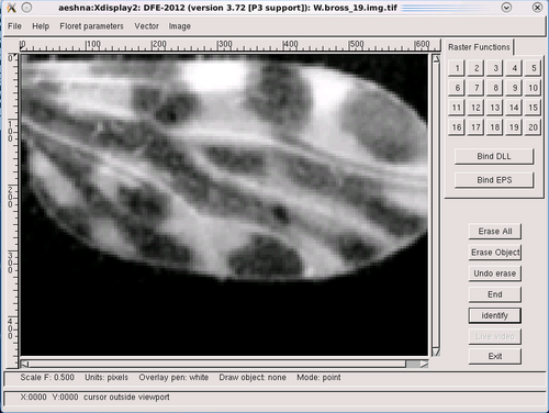 DFE - the graphical interface of the Daisy system. The image is the wing of a biting midge Culicoides sp., some species of which are vectors of Bluetongue. Others may also be vectors of Schmallenberg virus an emerging disease of livestock, especially sheep. (Credit: Mark A. O'Neill)