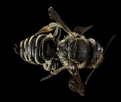Backside of female, showing such features as the thorax, abdomen, wings, and color of the body hairs