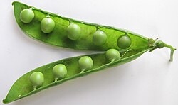 Peas (seeds, from ovules) inside pod (fruit, from fertilised carpel).