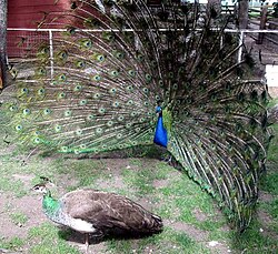 The peacock, on the right, is courting the peahen, on the left.