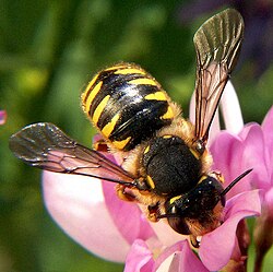 Carder bee (Anthidium manicatum), female