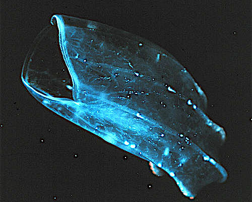 The beroid ctenophore, mouth gaping, preys on other ctenophores.