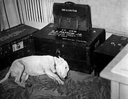 Patton's dog, Willie